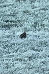 Gallinago gallinago