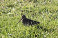 Gallinago gallinago