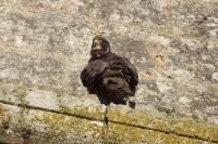 Falco peregrinus