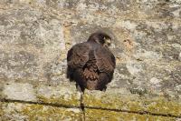Falco peregrinus