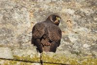Falco peregrinus