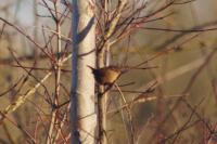 Troglodytes troglodytes