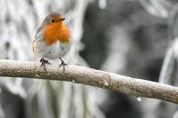 Erithacus rubecula