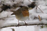 Erithacus rubecula