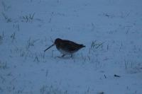 Gallinago gallinago