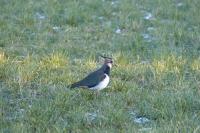 Vanellus vanellus