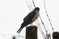 Accipiter nisus