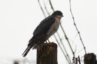 Accipiter nisus
