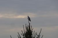Elanus caeruleus