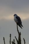 Elanus caeruleus