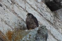 Falco peregrinus