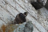 Falco peregrinus