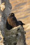 Corvus monedula
