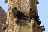 Corvus monedula