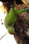 Psittacula krameri