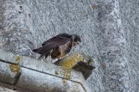 Falco peregrinus