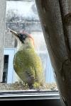 Picus viridis
