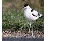 Recurvirostra avosetta