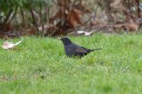 Turdus merula