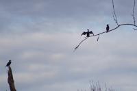 Phalacrocorax carbo
