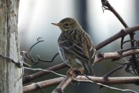 Anthus pratensis