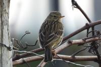 Anthus pratensis