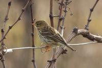 Anthus pratensis