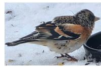 Fringilla montifringilla