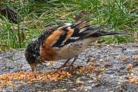 Fringilla montifringilla