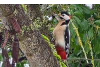 Dendrocopos major