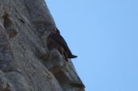 Falco peregrinus