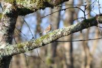 Fringilla montifringilla