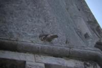 Falco peregrinus