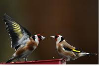 Carduelis carduelis
