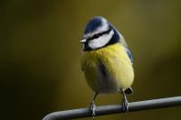 Cyanistes caeruleus
