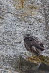 Falco peregrinus
