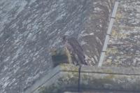 Falco peregrinus