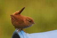 Troglodytes troglodytes