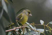 Chloris chloris
