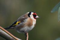 Carduelis carduelis