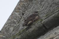 Falco peregrinus