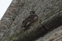 Falco peregrinus