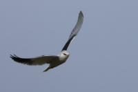 Elanus caeruleus