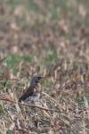 Turdus pilaris