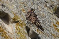 Falco peregrinus