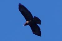 Buteo buteo