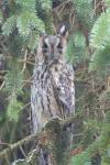 Asio otus