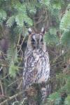 Asio otus
