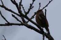 Coccothraustes coccothraustes