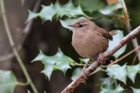 Troglodytes troglodytes